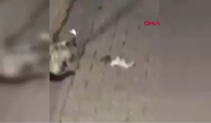 Ağrı Kedi ile Farenin Oyunu Kamerada-Hd