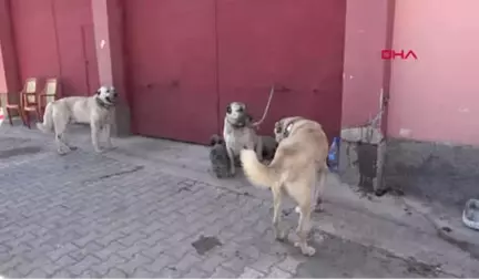 Sivas'ta Kangal Köpekleri Şampiyon Olmak İçin Yarıştı-Hd