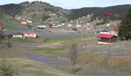 Trabzon-2 Haftada 35 Bin Kişi Gezdi, 'Mor Yayla'da Ezilen Çiçekler Erken Kayboldu