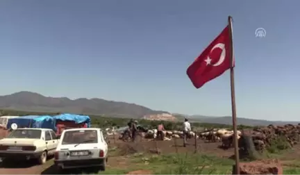 Doğu Akdeniz'de Koyun Kırkım Zamanı