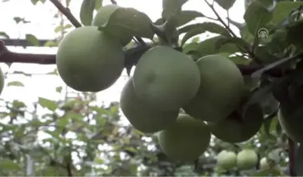 Mersin'de Erik İhracatı Başladı