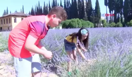 Antalya-Çocuklarda Erken Ergenlikte 'Lavanta' Etkisi-Hd