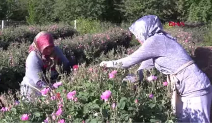 Isparta Türkiye'nin Gül Bahçesi Isparta'da Güller Açtı