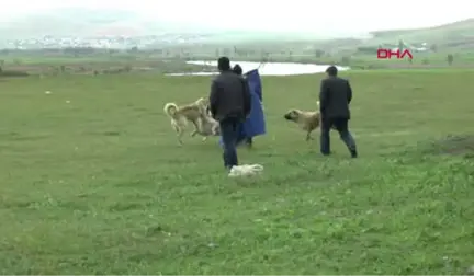 Muş-Çoban Köpeklerinin Ekmek Kavgası