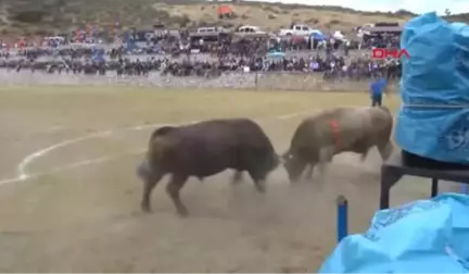 Muğla Milas'ta Boğa Güreşine İlgi