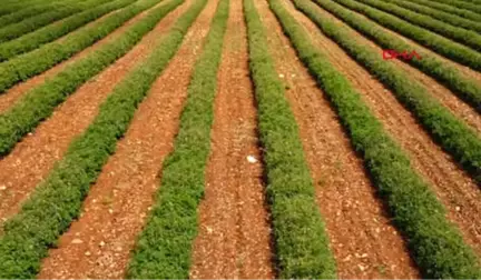 Isparta Gülünü Dünyaya Tanıttı