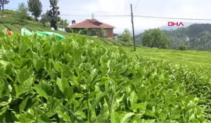 Rize-Çaykur Genel Müdür Vekili Alim Üreticilerimiz Taban Fiyat Altında Çay Satmasın-Hd