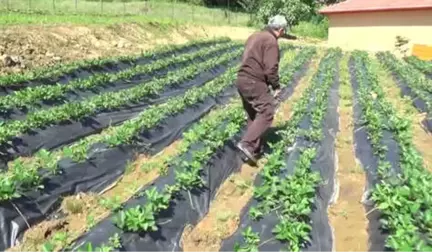 Pazara İnmeden Alıcı Bulan Osmanlı Çileği İlk Ürünlerini Verdi