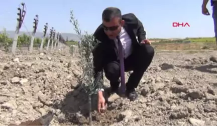 Manisa Afrin Şehitleri Anısına Zeytin Fidanı Diktiler