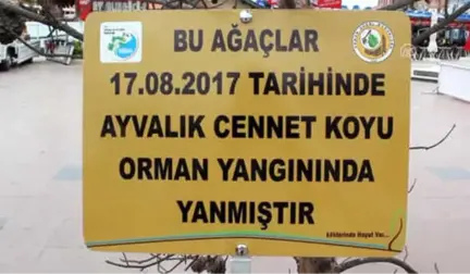 Şeytan Sofrası'nda Yanan Ağaçları İlçe Meydanında Sergilediler