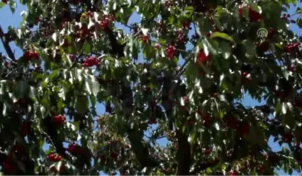 Gölpazarı'ndan Çin'e Kiraz İhraç Edilecek - Bilecik