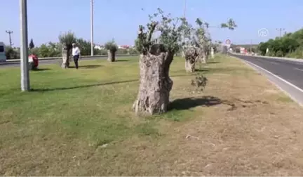 Zeytin Ağaçları Yeniden Hayat Buluyor