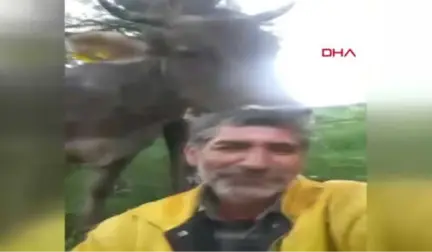 Artvin İneği Saçlarını Yaladı, O Anları Sosyal Medyada Paylaştı