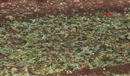 Gaziantep Nizip'te Dolu, Fıstık ve Zeytin Ağaçlarına Zarar Verdi