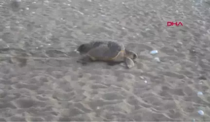 Antalya Deniz Kaplumbağaları İçin Sahillerde Çadır, Ateş ve Eğlence Yasaklandı Hd