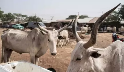 Nijerya'da Boko Haram'dan Fazla Can Alan İnek Hırsızları Köye Saldırdı: 23 Ölü