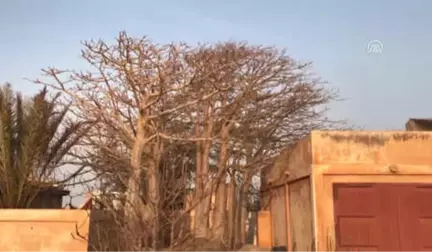 Hayat Ağacı Baobab'ın Meyvesinden Ölümsüzlük İksiri İçecek - Dakar