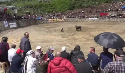 Rize Ayder Yaylası'nda Ödüllü Boğa Güreşleri Düzenlendi Hd