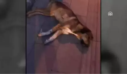 Amasya'da Köpeğe İşkence İddiası