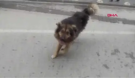 Zonguldak Sokak Köpeğinin Sevgisi Karşısında Durdu