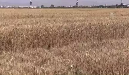 Konya'da Tarla Günü Etkinliği