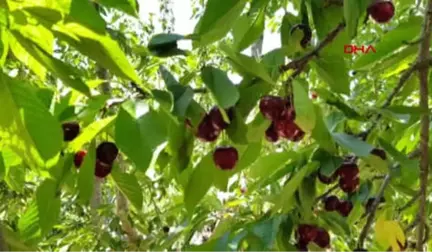 Niğde Darboğaz'ın İhraç Kirazlarının Hasadına Başlandı