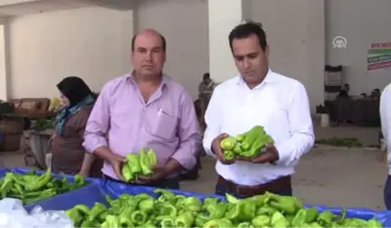 Tescilli Kale Biberinin Hasadına Başlandı