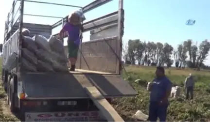 Sandıklı'da Yeni Mahsul Patates Hasadı Başladı