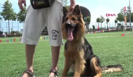 Trabzon Alman Kurdu Köpekler Yetenekleri ile Yarıştı, 'Zibbo' Birinci Oldu Hd