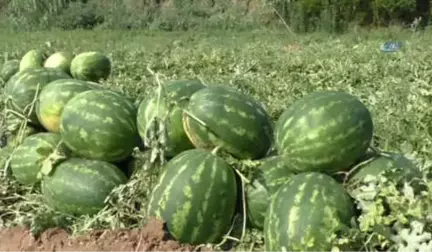 Kapıda Teker Teker Kontrol Ediyorlar... Tarladan Sofraya Atça Karpuzu