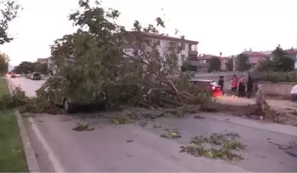 Seyir Halindeki Otomobilin Üzerine Ağaç Devrildi