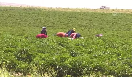 Güneydoğu'da Sıcak Hava Etkili Oldu - Şanlıurfa