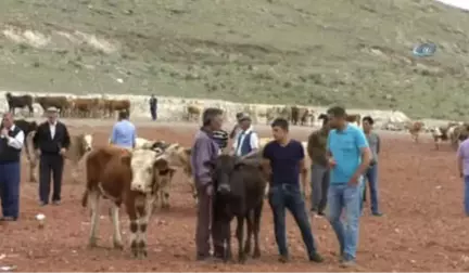 Kars'ta Kurbanlıklar Pazara İndi