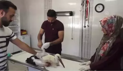 Leyleğin Kırılan Kanadına Platin Takıldı