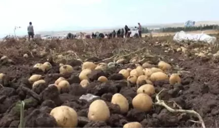 Çorum'da Patates Hasadı Başladı