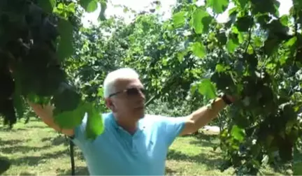 Fındık Üreticisine Hasat Uyarısı