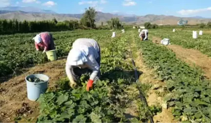 Turşuluk Salatalık Üreticisi Yeni Ürün Arayışında