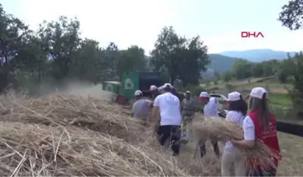 Zonguldak Sanal Tarla Oyunları Yerine Gerçek Tarlada Buğday Ekip Ekmek Yaptılar Hd