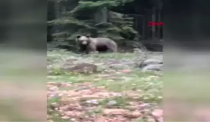 Bolu Ormanda Gördüğü Ayıyı 'Gel Buraya Oğlum' Diyerek Çağırdı - Ek Görüntü Hd