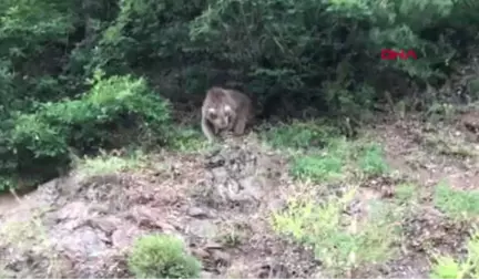 Artvin İlk Kez Memleketlerine Gelen Öğrenci Grubuna 'Boz Ayı' Sürprizi Hd