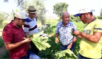 Beyaz Altın Yeniden Rağbet Görmeye Başladı