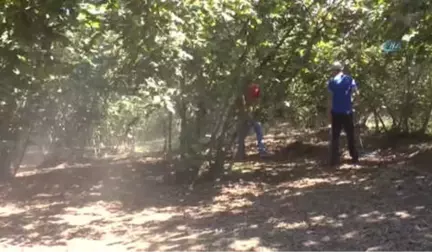 Ulusal Fındık Konseyi Yönetim Kurulu Üyesi Levent Başaran: 