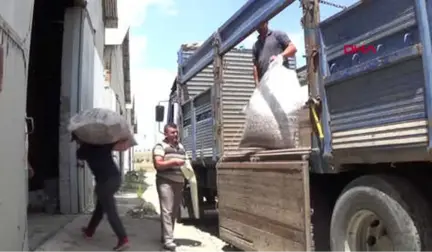 Afyonkarahisar Sandıklı'da 1200 Ton Haşhaş Kapsülü Alımı Bekleniyor Hd