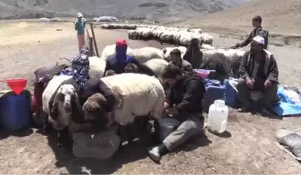 Göçerlerin Tercihi Muş Yaylası