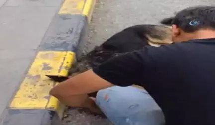 Duyarlı Vatandaşlardan Örnek Davranış...sıcaktan Bayılan Köpeği Kendine Getirmek İçin Dakikalarca...