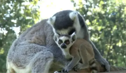 Lemurların Yavru Sevinci