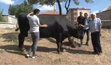 İki Tonluk Boğa Otomobil Fiyatına Alıcı Bekliyor