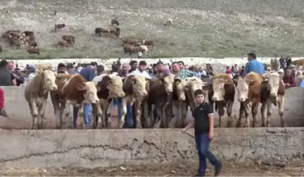 Polisten Hayvan Pazarında Uygulamalı 