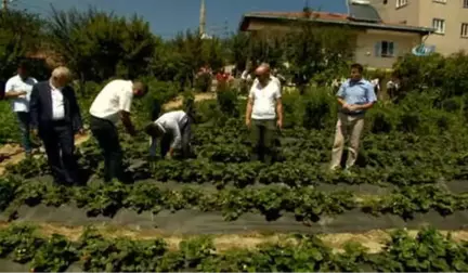 Dağ Yöresinde Hasat Zamanı