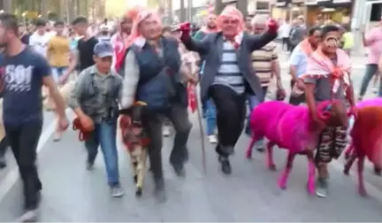 Mora Boyanan Koyunlarla Kortej Yürüyüşü